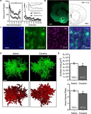 Region-Specific Reductions in Morphometric Properties and Synaptic Colocalization of Astrocytes Following Cocaine Self-Administration and Extinction